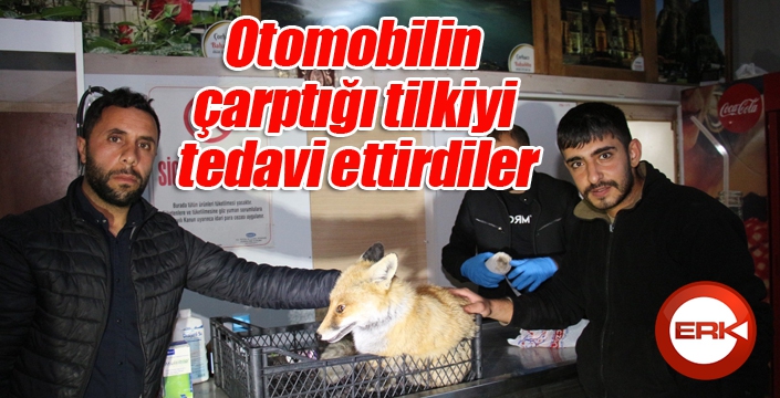 Otomobilin çarptığı tilkiyi tedavi ettirdiler