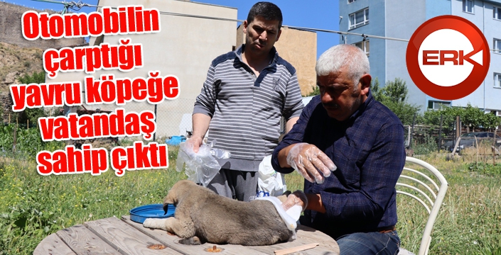 Otomobilin çarptığı yavru köpeğe vatandaş sahip çıktı