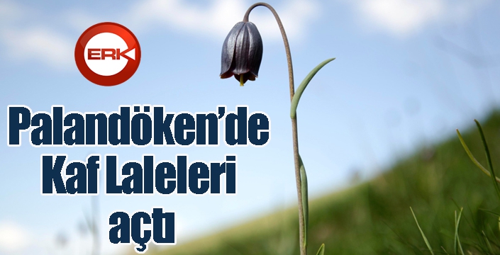 Palandöken’de Kaf Laleleri açtı