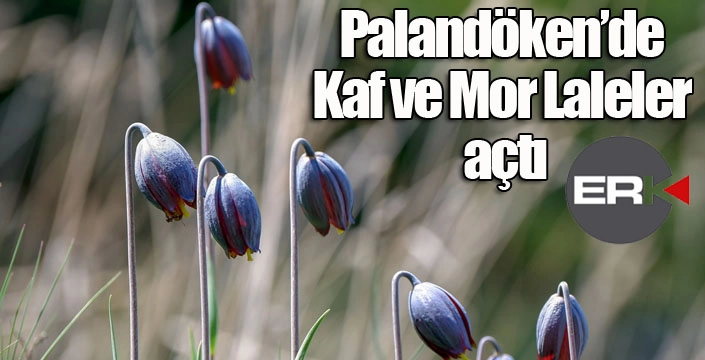Palandöken’de Kaf ve Mor Laleler açtı