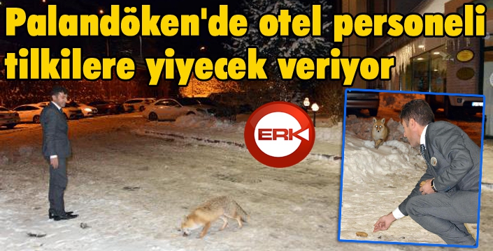 Palandöken'de otel personeli tilkilere yiyecek veriyor