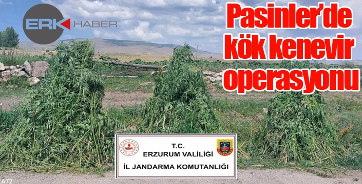 Pasinler'de kök kenevir operasyonu