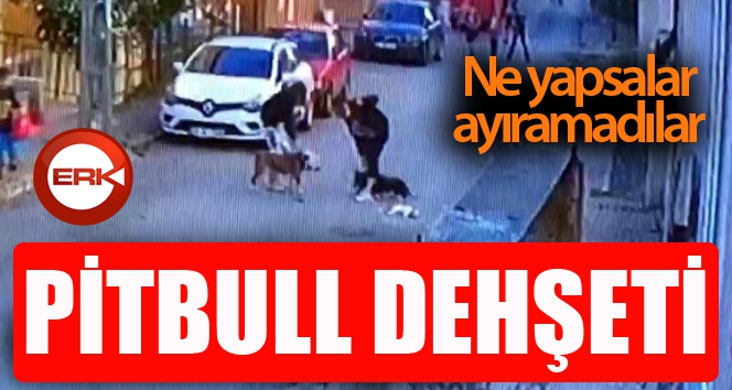 Pitbull dehşeti kamerada