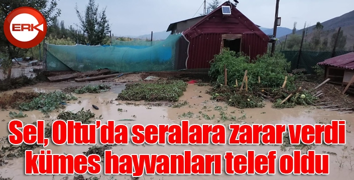 Sel Oltu’da seralara zarar verdi, kümes hayvanları telef oldu