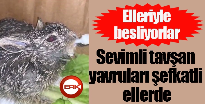 Sevimli tavşan yavruları şefkatli ellerde