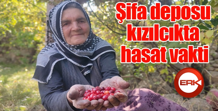 Şifa deposu kızılcıkta hasat vakti