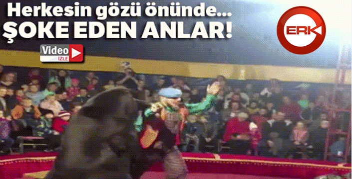 Sirkte gösteri yapan ayı, terbiyecisine saldırdı