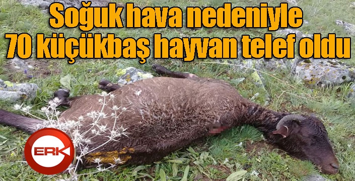 Soğuk hava nedeniyle 70 küçükbaş hayvan telef oldu