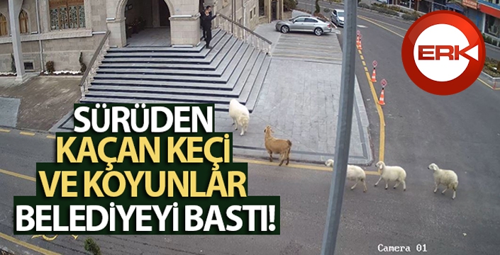 Sürüden kaçan keçi ve koyunlar belediyeyi bastı...