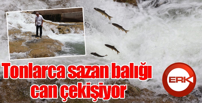 Tonlarca sazan balığı can çekişiyor