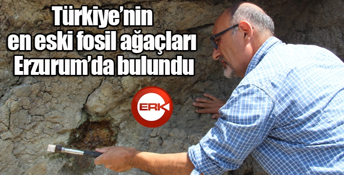 Türkiye’nin en eski fosil ağaçları Erzurum’da bulundu