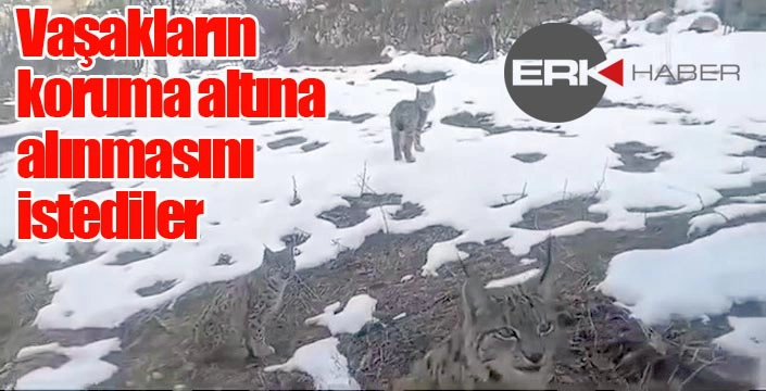 Vaşakların koruma altına alınmasını istediler