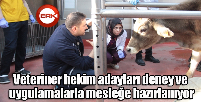 Veteriner hekim adayları deney ve uygulamalarla mesleğe hazırlanıyor