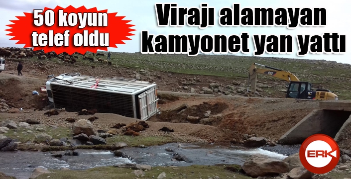 Virajı alamayan kamyonet yan yattı: 50 koyun telef oldu