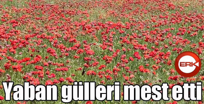 Yaban gülleri mest etti