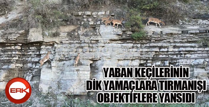 Yaban keçilerinin dik yamaçlara tırmanışı objektiflere yansıdı...