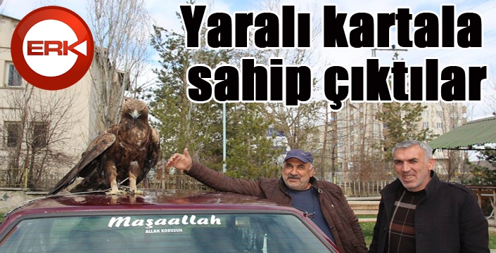 Yaralı kartala sahip çıktılar