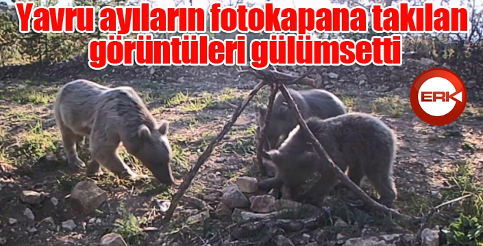 Yavru ayıların fotokapana takılan görüntüleri gülümsetti