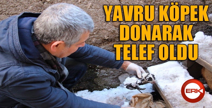 Yavru köpek donarak telef oldu