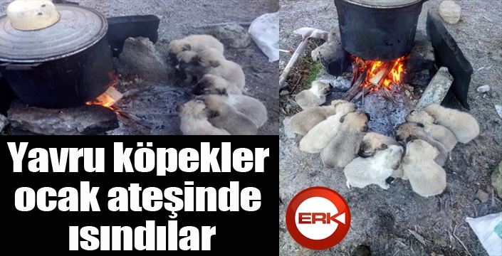 Yavru köpekler ocak ateşinde ısındı