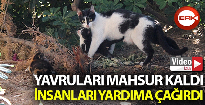 Yavruları mahsur kalan anne kedi insanları yardıma çağırdı