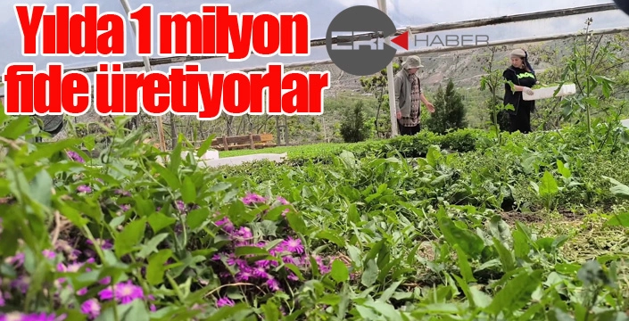 Yılda 1 milyon fide üretiyorlar