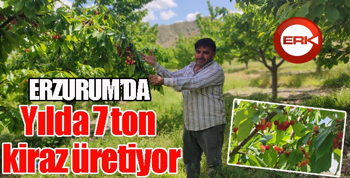 Yılda 7 ton kiraz üretiyor