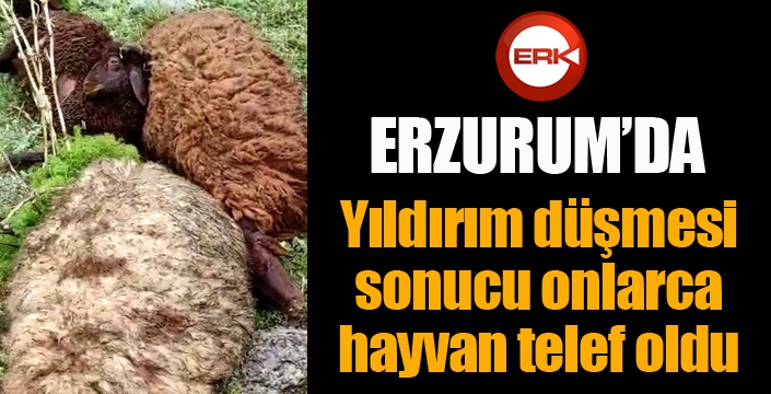 Yıldırım düşmesi sonucu onlarca hayvan telef oldu...