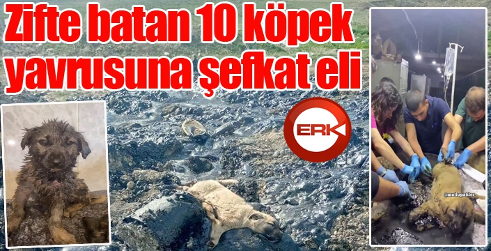 Zifte batan 10 köpek yavrusuna şefkat eli